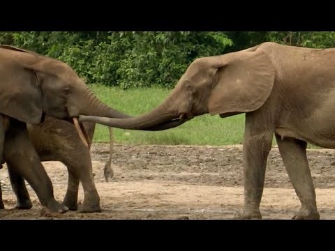Elephant Family Reunion | Natural World: Forest Elephants | BBC Earth