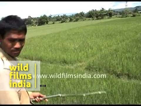 Tiger attacks mahout on elephant!