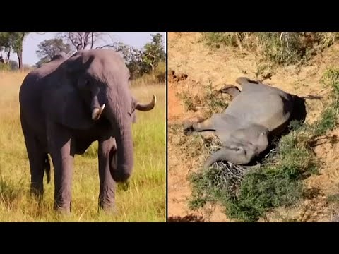 What May Have Caused 300 African Elephants to Die