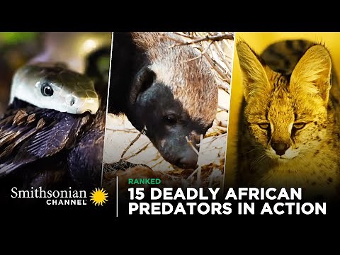 15 Deadly African Predators in Action 🦁 Smithsonian Channel
