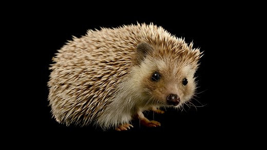 Hedgehog