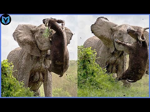 30 Most Incredible Elephant Attacks Caught On Camera