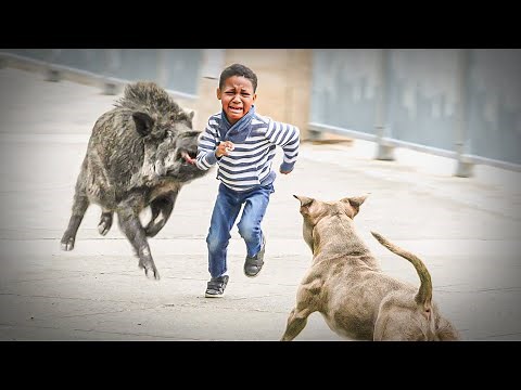 Pitbulls At Saving Lives