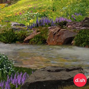 Have you caught all of the surprises in this month's Spring DISH scape? To check out all of the new animals out to graze tune to channel 199! | DISH