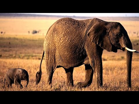 Incredible Motherly Love: Baby Elephant Rescued from Mud Hole by Dedicated Mother - Part 2
