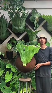 How to make your playtycerium grande healthy😊 | Simply David & Jen