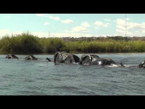 Epic Elephant Crossing! Watch This Herd Brave the Chobe River in Botswana