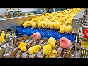 Inside a Modern Chicken Hatchery Process : How Millions of Chicks Are Raised