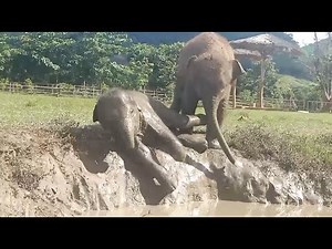 These Two Baby Elephants Love To Having Fun On The Mud Slide - ElephantNews