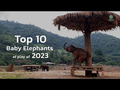 Top Ten Baby Elephants at Play of 2023 ! - ElephantNews