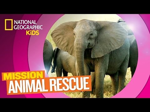 Elephants and How to Save Them 🐘 | Mission Animal Rescue