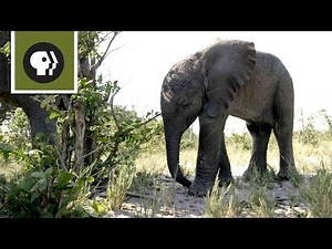 Orphaned Baby Elephant Struggles to Survive