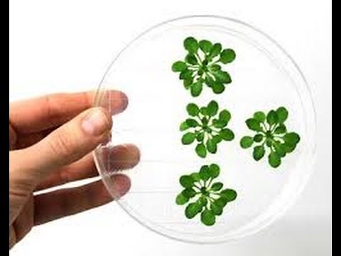 Introduction to Biotechnology