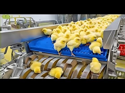 Inside a Modern Chicken Factory – Full Process | ProcessHub