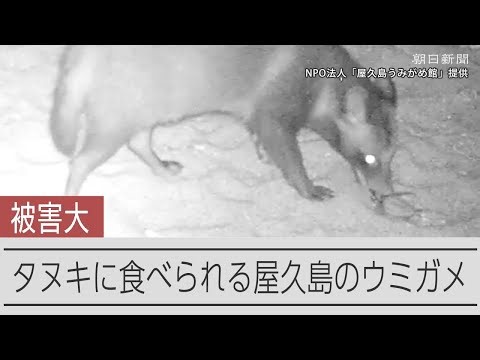 Raccoon dogs on Yakushima isle preying on baby sea turtles