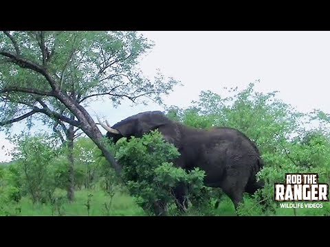 Watch In Awe As An African Elephant Topples A Tree With Incredible Strength!