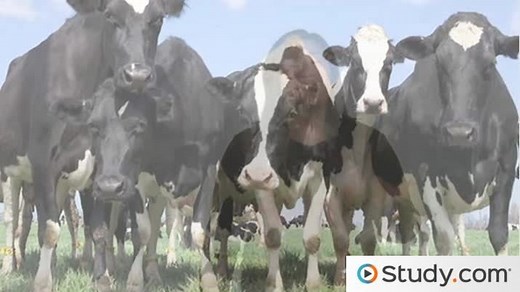 Conformity: Social Pressure, Solomon Asch & Cultural Influence