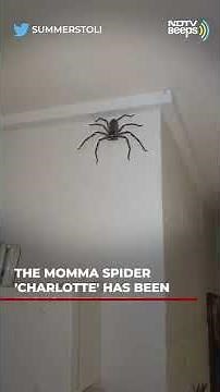 Giant Spider Has Been Australian Family's Guest For 1 Year