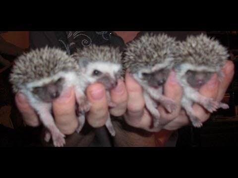 Hedgehog Care Information