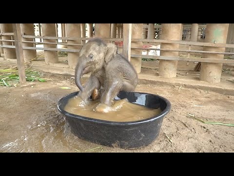 Baby Elephant Chaba First Time In The BathTub - ElephantNews