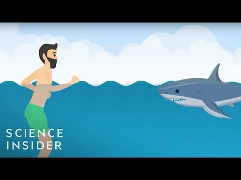 How To Survive A Shark Attack, According To A Shark Researcher