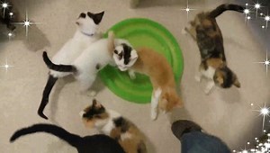 Kittens kittens and more kittens🐾 We have lots of kittens available for adoption and what's even better is we still have >*FREE*