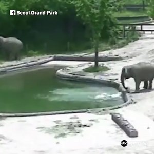 CCTV footage captures two elephants quickly rescuing a baby elephant that fell in a swimming pool in South Korea. http://abcn.ws/2rMScIU | ABC News