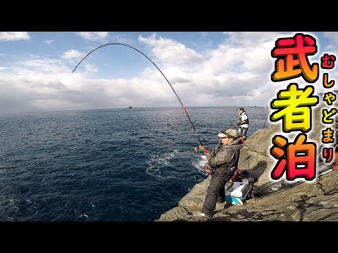 武者泊でグレを釣りたい