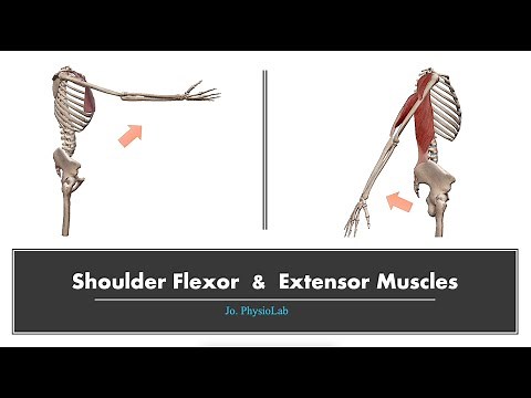 Shoulder flexor & extensor muscles 3D motion (Origin, Insertion)
