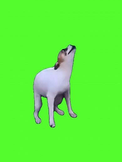 Funny Dancing Dog: Memes, Green Screen, and Hilarious Moves