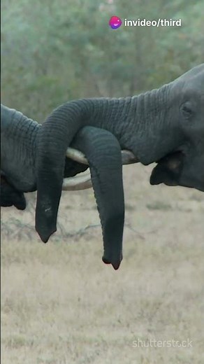 Elephants' Secret Language: Infrasound!