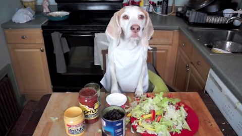 Chef beagle dog makes tacos in kitchen comedy skit