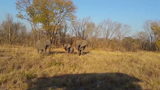 What Sound Does an Elephant Make? Learn How to Name Each Noise