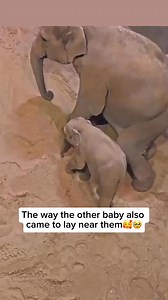 Join our mission to help save elephants and their habitats ( https://wildliferescuers.shop ). Our adorable elephant bracelets do more than just look good—they do good. A portion of the proceeds is donated to our trusted charities dedicated to protecting these gentle creatures. What you wear is what you represent. Join us on this mission, and together, let’s make an impact. Baby elephants are incredibly social animals, relying on their herd for support and guidance as they grow. From an early age