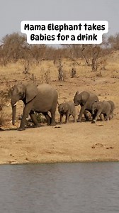 Mama elephant takes babies for a drink at Shimangwaneni dam 😍 | Nombekana Safaris and Wildlife Photography