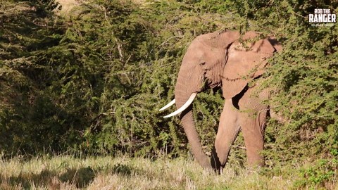 Must-See Elephant Bull Interactions Caught In Stunning Footage