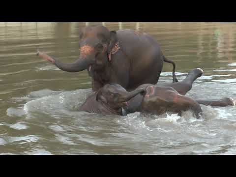 Baby Elephant And Parents Make A Happy Noise While In The River - ElephantNews
