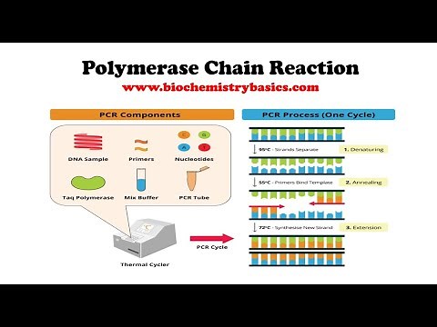 Introduction to PCR || Steps and Applications of Polymerase Chain Reaction (PCR)