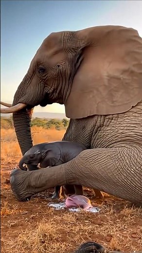 Mother Elephant Gives Birth in the Wild 🐘 | Emotional & Rare Wildlife Moment