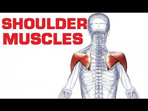 Rotator Cuff - Shoulder Muscles Anatomy