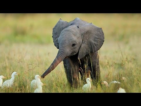 Cutest and funniest baby elephant videos complation