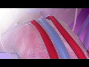 Erectile Dysfunction: Visible Body Fast Facts