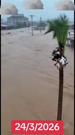 #امطار_غزيره_في_العراق_الان⛈️ #عاجل_الان🔴🔴 #فيضانات #⛈️⛈️ #كردستان🇹🇯_دهوك_زاخو_اربيل🇹🇯