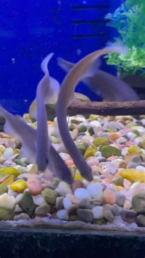 Eddie's Aquarium on Instagram: "African Knife Fish lunching on Live Black Worms#eddiesaquarium #blackworm #africanknifefish"