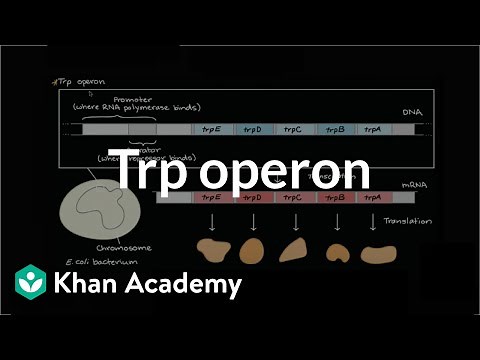 Trp operon