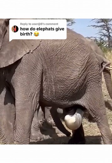 Elephant Giving Birth: A Precious Moment Captured in Nature