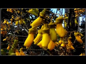 NZ Tui - Native Bird - Beautiful Song of the Tui