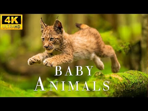 Top 50 Cutest Baby Animals - 4K UHD Real - Relaxing Nature Sounds, Music Heals the Soul