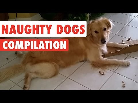 Naughty Dogs Video Compilation 2016