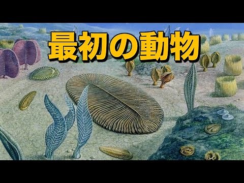 What kind of organisms existed before the Cambrian period? (ft. Ediacara Biota)